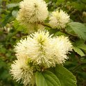 Fothergilla major